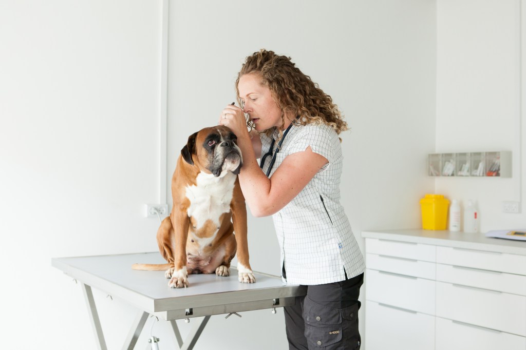 Dyrlæge fotograferet i Haderslev